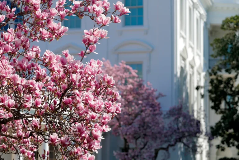 See photos of “puffy white” cherry blossoms in Washington, DC, as they begin to bloom.